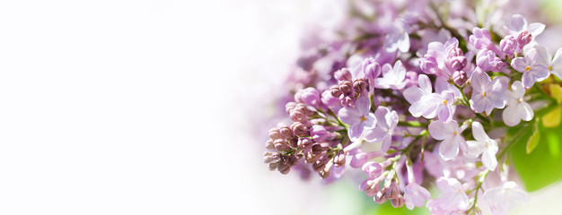 Wall Mural - Macro view blossoming Syringa lilac bush. Springtime landscape with bunch of violet flowers. lilacs blooming plants background. soft focus photo. copy space