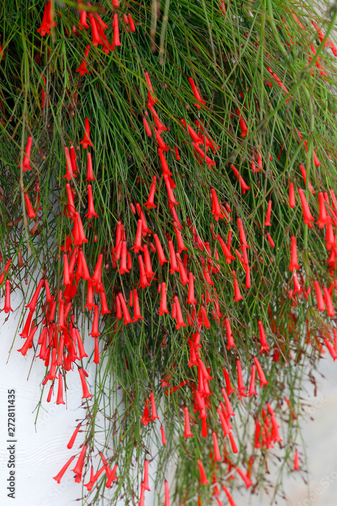 Stock-Foto Russelia equisetiformis, Pflanze mit roten Blten | Adobe Stock