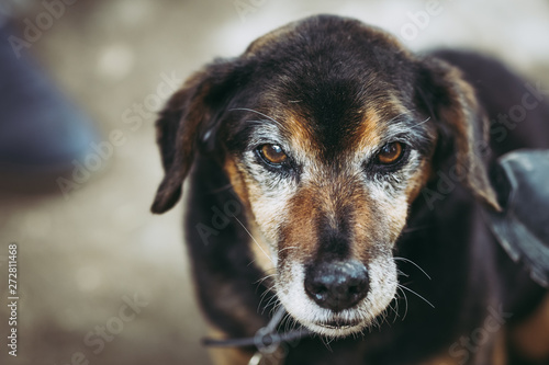 Petit Chien De Compagnie Au Regard Triste Buy This Stock