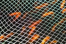 Red Sea Fish In A Fishing Net. Seafood Their Catch. Stock Photo