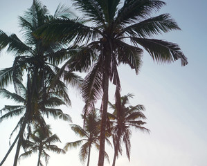 Beautiful exotic tropical palm trees against the sky in the rays of the sun. The theme of travel and holidays in Asia. Stock background