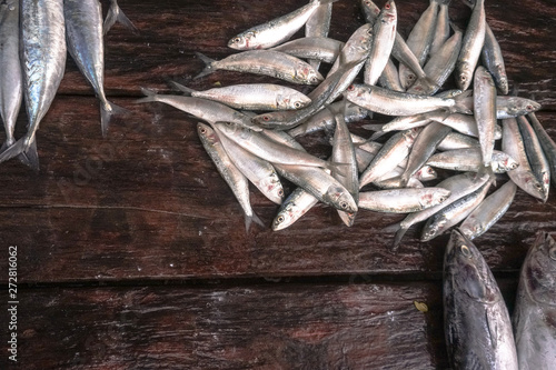 exotic sea animals for sale