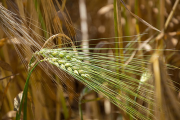 Golden fields of barley.