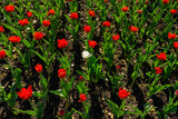 Fototapeta Kuchnia - One white tulip in the middle of red ones
