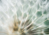 Fototapeta Dmuchawce - Abstract soft pastel dandelion background