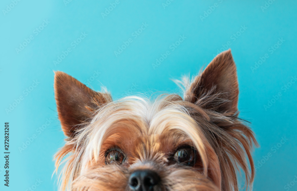 Dog yorkshire terrier on a blue background - obrazy, fototapety, plakaty 