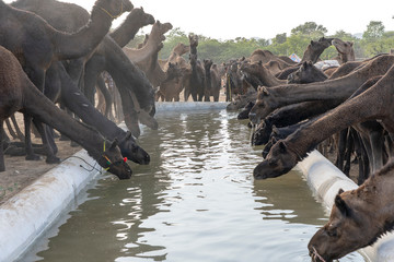 Wall Mural - Camels drink water in desert Thar during Pushkar Camel Fair, Rajasthan, India