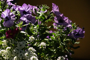 Wall Mural - purple and white bouquet in a hanging basket