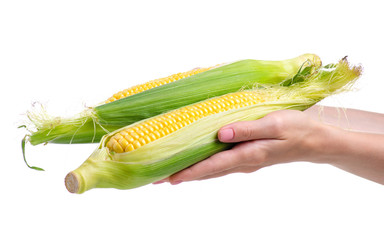 Wall Mural - Corn fresh food in hand on white background isolation