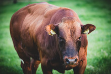 Brown Beef Master Bull Cattle Head On Photo