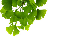 Ginkgo Biloba Green Leaves On A Tree. Ginkgo Biloba Tree Leaves On Light Sky.