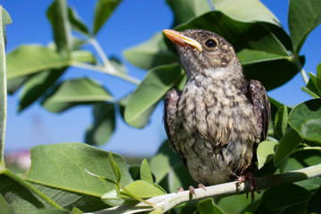 Little bird .European pied flycatcher (Ficedula hypoleuca)