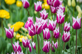 Fototapeta Tulipany - Beautiful bright white purple yellow motley varicolored tulips on a large flower-bed in the city garden. Floral background.
