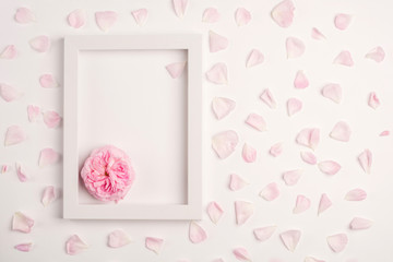 Wall Mural - Pink petals, rose flower and blank frame on white background. Top view, copy space.