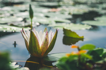 Wall Mural - beautiful white lotus flower in pond. aquatic water lily fresh nature flower blooming background outdoors in garden top view.