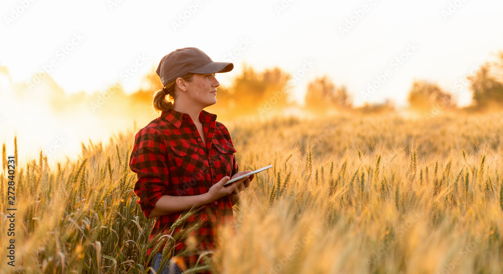 A woman farmer examines the field of cereals and sends data to the cloud from the tablet. Smart farming and digital agriculture. - obrazy, fototapety, plakaty 