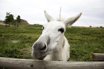 Donkeys on farm