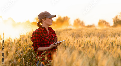 Cuadros en Lienzo A woman farmer examines the field of cereals and sends data to the cloud from the tablet