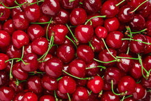 Close Up Of Pile Of Ripe Cherries With Stalks And Leaves. Large Collection Of Fresh Red Cherries. Ripe Cherries Background