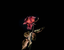 Roses Withered On Black Ground.