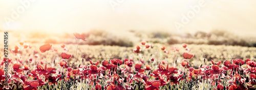 Naklejka dekoracyjna Beautiful nature, beautiful landscape, flowering poppy flower in meadow