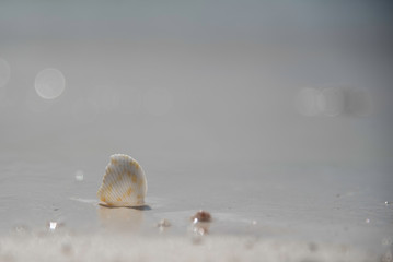 Wall Mural - SEASHELL ON A BEACH