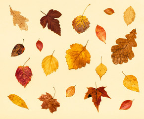 Canvas Print - many dried autumn fallen leaves on light yellow