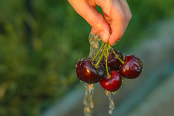 Wall Mural - In the hand of a child a few cherries under a stream of water. The setting sun illuminates the child's hand with ripe cherries