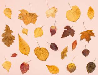 Canvas Print - many dried autumn fallen leaves on pink paper