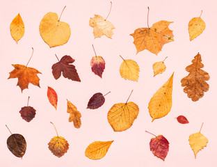 Canvas Print - various dried autumn fallen leaves on light pink