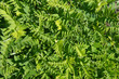 astragalus cicer or chickpea milkvetch green plant background