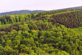 Stunning aerial view of colorful summer mixed forest with deciduous and coniferous trees, wood diversity, water retention concept, summer blue cloudy sky, copy space