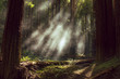 Fog and light rays in the redwood forests of Northern California