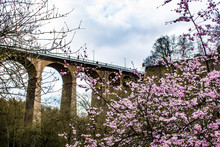 Cherry Blossom Tree In Full Bloom In Front Of The Pont Adolphe Bridge During Spring In Luxembourg City, Luxembourg