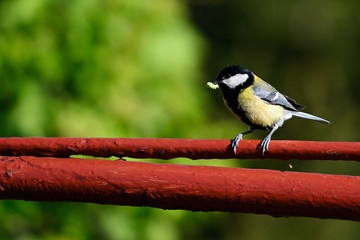 Poster - Great tit with food in its beak on top of fence gate.