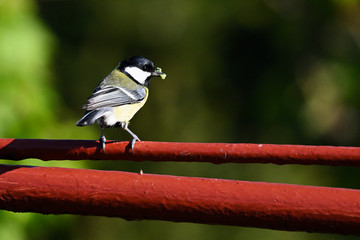 Wall Mural - Great tit with food in its beak on top of fence gate.