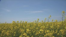 A Field Of Yellow Rapeseed Flowers That Meets The Blue Sky On The Horizon. The Effect Of Stalks Growing Into The Sky Slow Motion