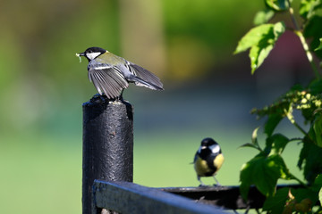 Poster - Great tit two on fence near column carrying food for young.