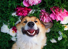 Beautiful Portrait Of A Cute Puppy Dog ​​corgi Lies On A Natural Green Meadow Surrounded By Lush Grass And Flowers Of Pink Fragrant Peony And In White Roses And Smiling Happily