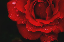 Beautiful Red Rose With Water Drops Close Up.