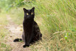 Beautiful bombay black cat in green grass in nature in summer