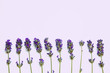 Fresh branches of lavander, background with flowers