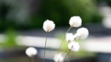 Fototapeta Dmuchawce - Kwiat kwiaty dmuchawce biały białe rozmycie bokeh