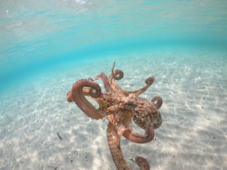 Underwater photo of small octopus in tropical sandy turquoise sea bay