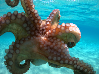 Wall Mural - Underwater photo of small octopus in tropical sandy turquoise sea bay