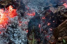 A Large Green Leaf Slowling Burning In A Pile Of Brown Leaves And Hot Ashes