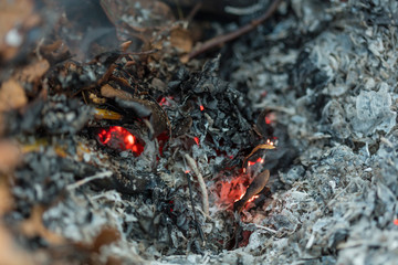 Burning pile of dry leaves and plants during typical autumn garden work