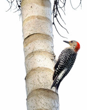 Red Bellied Woodpecker Clinging To The Bark Of A Palm Tree.