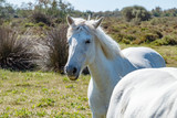 Fototapeta Konie - White Camargue horses in southern France