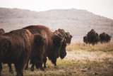 Fototapeta  - Bison Herd Heading Out